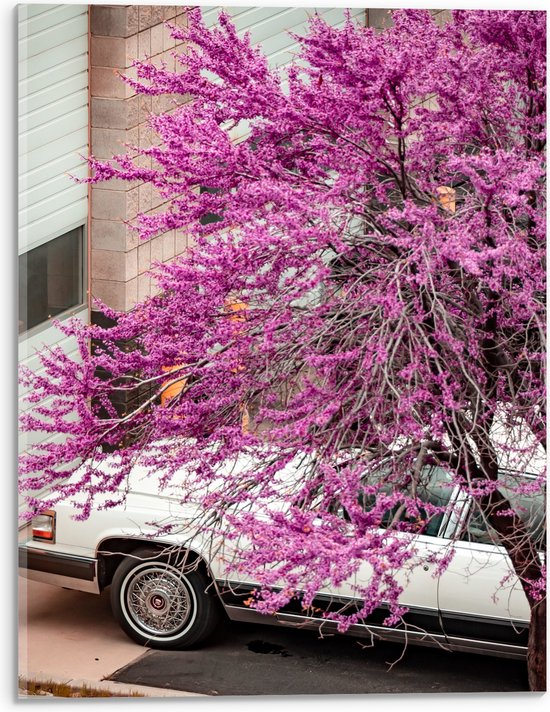 WallClassics - Verre acrylique - Arbre à fleurs roses au-dessus d'une voiture Witte - 30x40 cm Photo sur verre acrylique (Décoration murale sur acrylique)