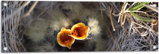 Tuinposter – Baby Vogels in Nest met Open Bek voor Eten - 90x30 cm Foto op Tuinposter (wanddecoratie voor buiten en binnen)