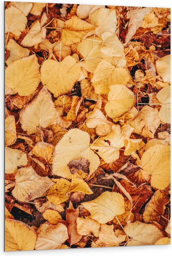 Dibond - Herfstige Bladeren op de Grond - 80x120 cm Foto op Aluminium (Met Ophangsysteem)