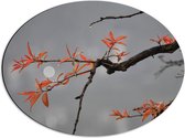 Dibond Ovaal - Tak met Oranje Blaadjes - 56x42 cm Foto op Ovaal (Met Ophangsysteem)