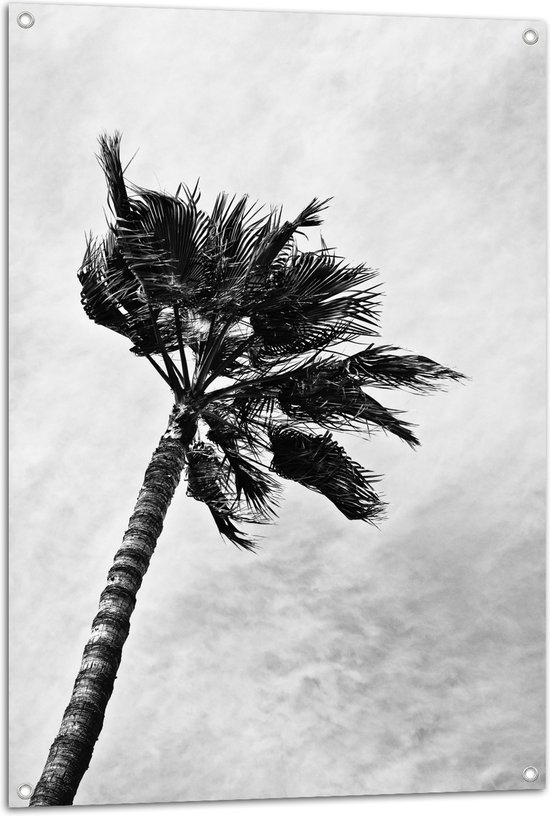 Tuinposter – Harde Wind bij Palmboom - Zwart/Wit - 70x105 cm Foto op Tuinposter (wanddecoratie voor buiten en binnen)
