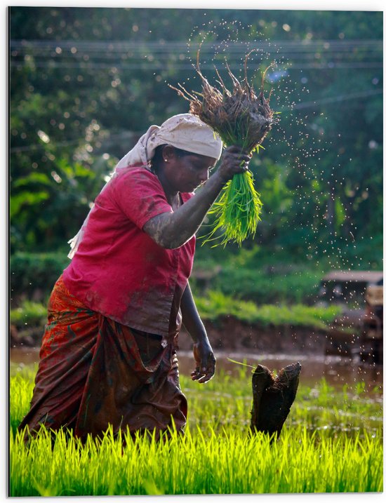 WallClassics - Dibond - Hardwerkende Thaise Vrouw op Landschap - 60x80 cm Foto op Aluminium (Wanddecoratie van metaal)