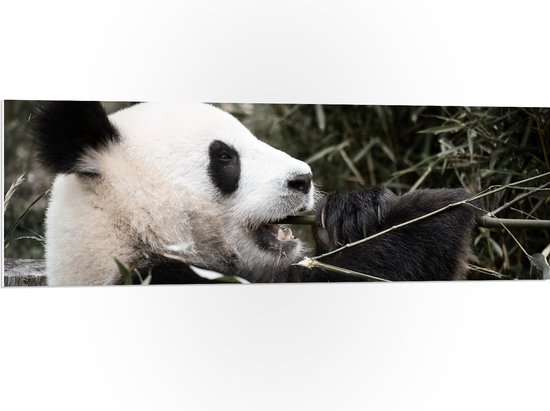 PVC Schuimplaat- Grote Zwart met Witte Panda tussen de Bamboe - 120x40 cm Foto op PVC Schuimplaat