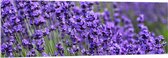 Acrylglas - Lavendel Planten op een Grasveld - 150x50 cm Foto op Acrylglas (Wanddecoratie op Acrylaat)