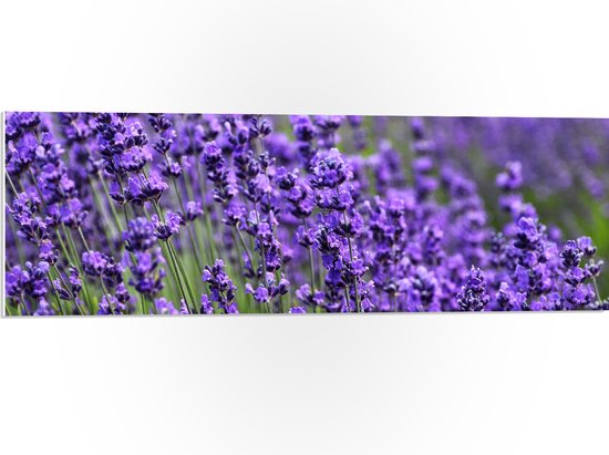 PVC Schuimplaat- Lavendel Planten op een Grasveld - 90x30 cm Foto op PVC Schuimplaat