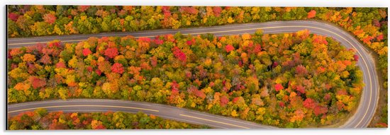 Dibond - Kronkel Weg door Herfstkleurig Bos - 60x20 cm Foto op Aluminium (Wanddecoratie van metaal)