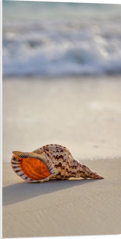 PVC Schuimplaat - Schelp op het Strand - 50x100 cm Foto op PVC Schuimplaat (Met Ophangsysteem)