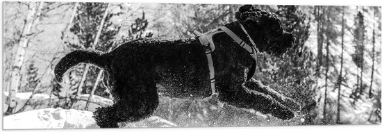 WallClassics - Acrylglas - Zwarte Hond Springend in de Sneeuw - 120x40 cm Foto op Acrylglas (Wanddecoratie op Acrylaat)