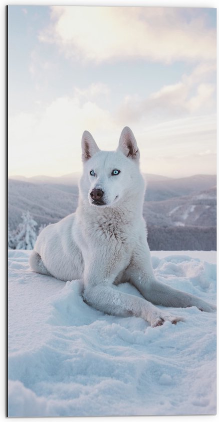 WallClassics - Dibond - Witte Husky Liggend in de Sneeuw op een Berg - 50x100 cm Foto op Aluminium (Met Ophangsysteem)