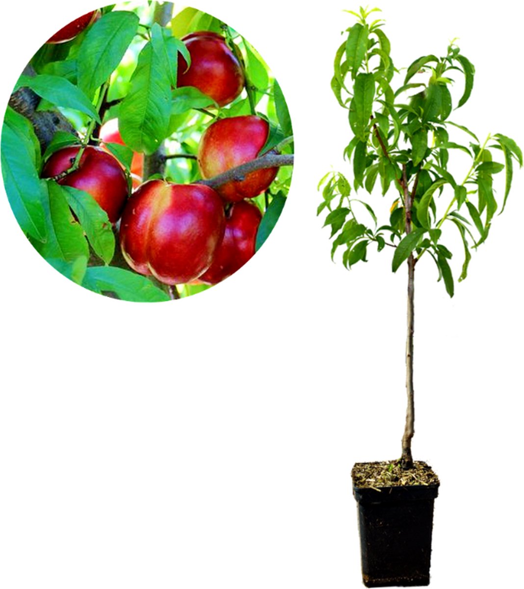 Prunus Persica 'Fantasia' nectarine, 5 liter pot
