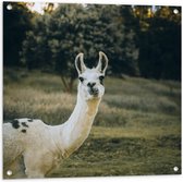 WallClassics - Tuinposter – Witte Lama met Zwarte Vlekken in de Natuur - 80x80 cm Foto op Tuinposter (wanddecoratie voor buiten en binnen)