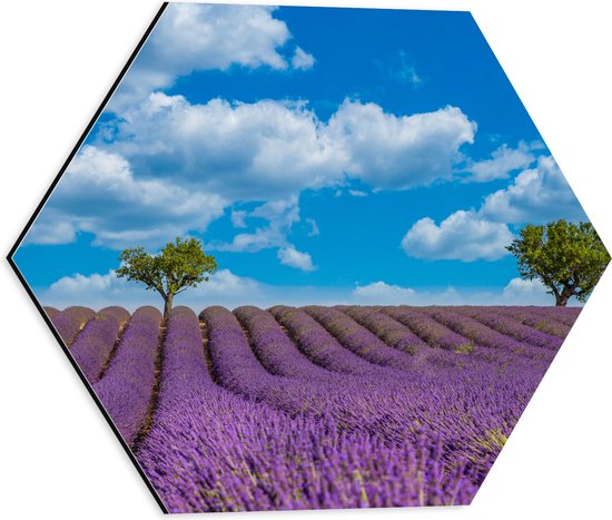Dibond Hexagon - Lavendelveld met Twee Bomen in de Verte - 40x34.8 cm Foto op Hexagon (Met Ophangsysteem)