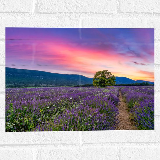Muursticker - Lavendel Veld met Zonsondergang en Mooie Lucht - 40x30 cm Foto op Muursticker