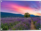 Tuinposter – Lavendel Veld met Zonsondergang en Mooie Lucht - 80x60 cm Foto op Tuinposter (wanddecoratie voor buiten en binnen)