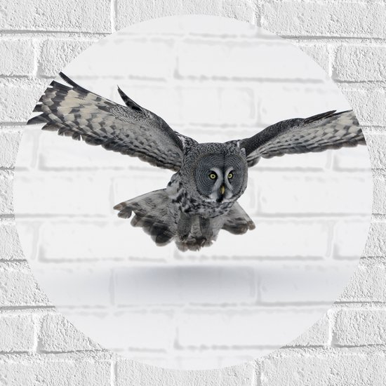 Muursticker Cirkel - Grijze Uil met Gespreide Vleugels op Witte Achtergrond - 60x60 cm Foto op Muursticker