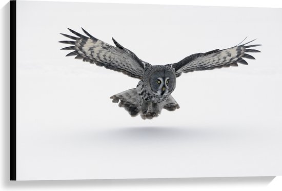 Canvas - Grijze Uil met Gespreide Vleugels op Witte Achtergrond - 90x60 cm Foto op Canvas Schilderij (Wanddecoratie op Canvas)