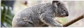Vlag - Koala Balancerend op een Tak - 60x20 cm Foto op Polyester Vlag