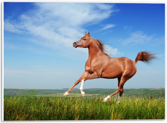 PVC Schuimplaat - Rood Arabisch Paard met Blauwe Lucht - 40x30 cm Foto op PVC Schuimplaat (Met Ophangsysteem)