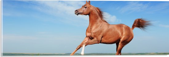 Acrylglas - Rood Arabisch Paard met Blauwe Lucht - 60x20 cm Foto op Acrylglas (Met Ophangsysteem)