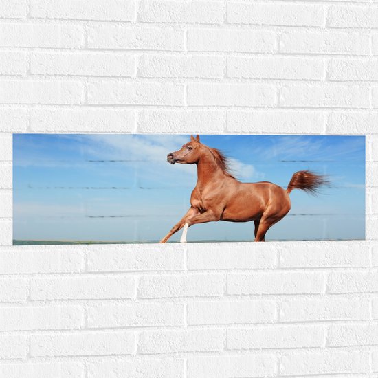 Muursticker - Rood Arabisch Paard met Blauwe Lucht - 90x30 cm Foto op Muursticker