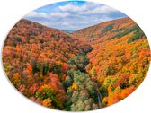 PVC Schuimplaat Ovaal - Uitzicht van een Kleurrijk Bos in de Herfst - 108x81 cm Foto op Ovaal (Met Ophangsysteem)