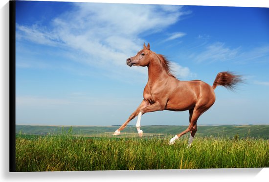 Canvas - Rood Arabisch Paard met Blauwe Lucht - 90x60 cm Foto op Canvas Schilderij (Wanddecoratie op Canvas)