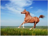 Poster (Mat) - Rood Arabisch Paard met Blauwe Lucht - 40x30 cm Foto op Posterpapier met een Matte look