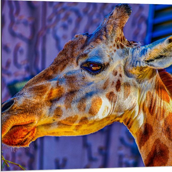 WallClassics - Dibond - Zijaanzicht van Etende Giraffe - 80x80 cm Foto op Aluminium (Met Ophangsysteem)