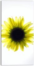 Dibond - Biovenaanzicht van een Gele Zonnebloem met Witte Ondergrond - 50x100 cm Foto op Aluminium (Met Ophangsysteem)