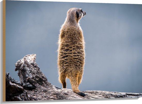 hout-stokstaartje-staand-op-boomstam-100x75-cm-9-mm-dik-foto-op