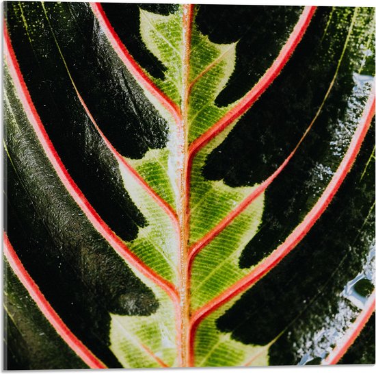 Acrylglas - Nerven en Lichtgroene Details op Donkergroen Blad - 50x50 cm Foto op Acrylglas (Wanddecoratie op Acrylaat)