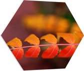 PVC Schuimplaat Hexagon - Close-up van Herfsttak - 70x60.9 cm Foto op Hexagon (Met Ophangsysteem)
