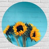 Muursticker Cirkel - Gele Zonnebloemen Boeket tegen Blauwe Achtergrond - 70x70 cm Foto op Muursticker