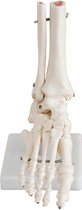 Het menselijk lichaam - anatomie model voetskelet met scheen- en kuitbeen