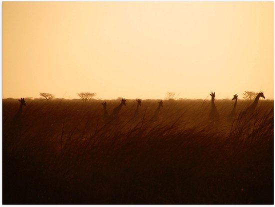 Poster (Mat) - Giraffen op de Savanne tijdens Zonsopkomst - 40x30 cm Foto op Posterpapier met een Matte look