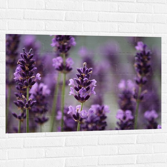 WallClassics - Muursticker - Bloemenveld van Lavendel Bloemen - 105x70 cm Foto op Muursticker