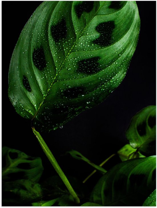 WallClassics - Poster (Mat) - Groene Plant met Donkere Vlekken - 30x40 cm Foto op Posterpapier met een Matte look