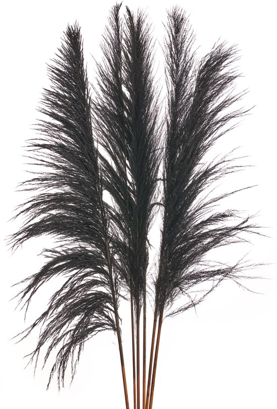 Pampas Grass- 160cm Black