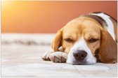 Poster (Mat) - Rustende Beagle Puppy in Oranje Licht - 75x50 cm Foto op Posterpapier met een Matte look