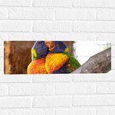 Muursticker - Meerkleurige Lori Vogels op Boomstam - 60x20 cm Foto op Muursticker