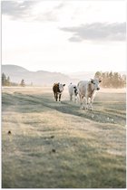 Poster (Mat) - Trio van Koeien Lopend door Gras Landschap onder aan Berg - 60x90 cm Foto op Posterpapier met een Matte look