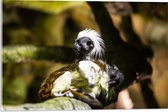 Acrylglas - Marmoset Apen op Boomstronk - 60x40 cm Foto op Acrylglas (Met Ophangsysteem)