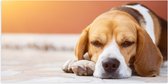 Poster (Mat) - Rustende Beagle Puppy in Oranje Licht - 100x50 cm Foto op Posterpapier met een Matte look