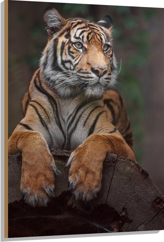 Hout - Relaxte Sumatraanse Tijger - 80x120 cm - 9 mm dik - Foto op Hout ...