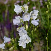 Klokjesbloem (Campanula pers.) 'Alba' | 1 stuk | Bijen- en vlinderplant | Bijentuin | Bloeiende vaste plant | bloemenpracht in de zomer | 11x11 cm Kwekerspot | Wit