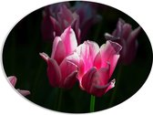 PVC Schuimplaat Ovaal - Roze Bloeiende Tulpen Stralend in het Zonlicht - 68x51 cm Foto op Ovaal (Met Ophangsysteem)