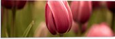 Dibond - Prachtige Volgroeide Roze Gekleurde Tulpen - 90x30 cm Foto op Aluminium (Met Ophangsysteem)