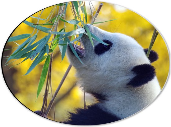 WallClassics - Dibond Ovaal - Etende Panda aan Planten - 40x30 cm Foto op Ovaal (Met Ophangsysteem)