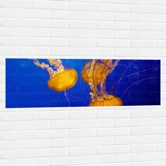 WallClassics - Muursticker - Feloranje Kwallen in Donkerblauwe Oceaan - 120x40 cm Foto op Muursticker