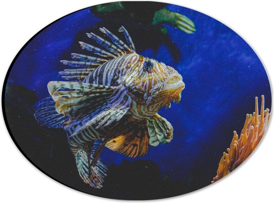Dibond Ovaal - Koraalduivel Vis tussen het Koraal in Blauwgekleurd Aquarium - 28x21 cm Foto op Ovaal (Met Ophangsysteem)